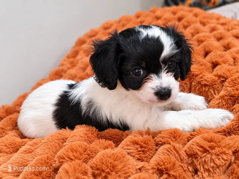 Maple  – Cavapoo puppy for sale in Kountze, TX