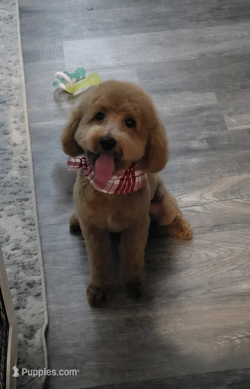 Bourbon  – Poodle - Miniature  puppy on hold in Kountze, TX