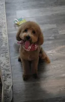 Bourbon , a male Poodle - Miniature  for sale in Kountze, TX – 1 of 1