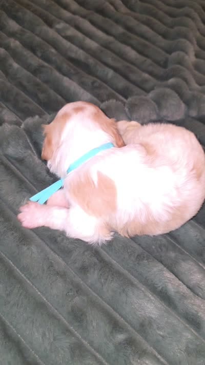 Hazel, a female Cavalier King Charles Spaniel and Poochon for sale in Kountze, TX – 4 of 4