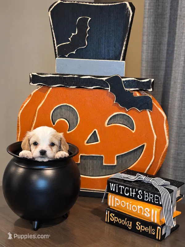 Oakley  – Cavapoo puppy for sale in Kountze, TX