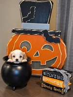 Oakley - mention this post for thia price., a male Cavalier King Charles Spaniel and Bichpoo for sale in Kountze, TX – 4 of 7