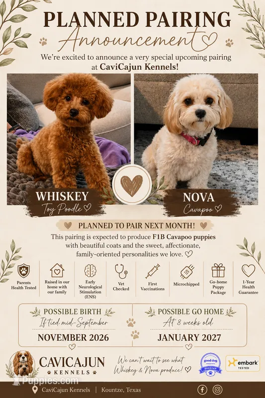 Future F1B Cavapoo – Cavapoo puppy for sale in Kountze, TX