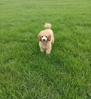 Evee, a female Poodle - Toy  for sale in Kountze, TX – 1 of 2
