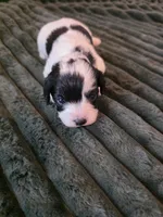 Maple , a female Cavapoo for sale in Kountze, TX – 3 of 3