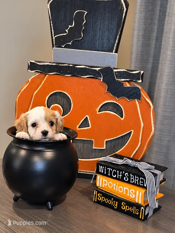 Cinnamon  – Cavapoo puppy for sale in Kountze, TX