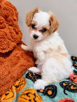 Oakley - mention this post for this price., a male Cavalier King Charles Spaniel and Bichpoo for sale in Kountze, TX – 9 of 9