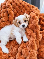 Oakley - mention this post for thia price., a male Cavalier King Charles Spaniel and Bichpoo for sale in Kountze, TX – 1 of 7