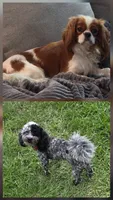 Harvest , a male Cavapoo for sale in Kountze, TX – 4 of 4