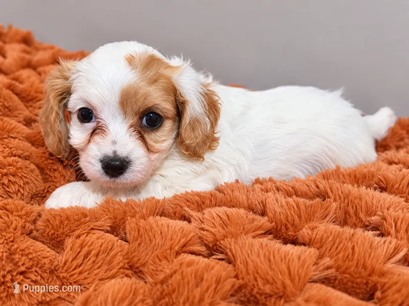 Cinnamon  – Cavapoo puppy for sale in Kountze, TX