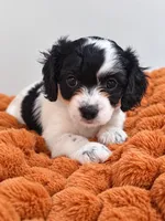 Maple , a female Cavalier King Charles Spaniel and Bichpoo for sale in Kountze, TX – 8 of 8