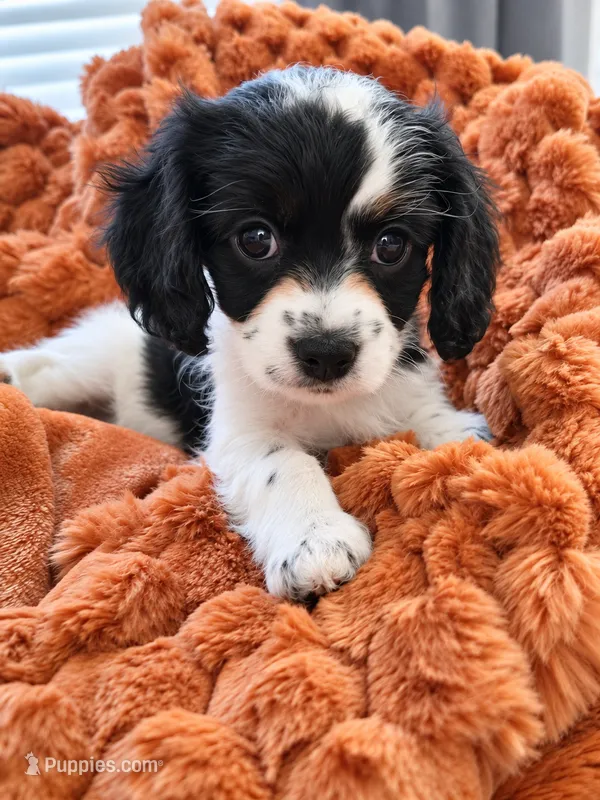 Maple  – Cavalier King Charles Spaniel, Bichpoo puppy for sale in Kountze, TX