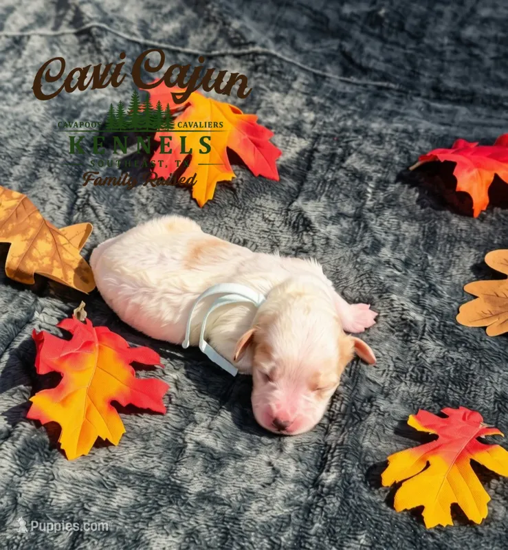 Oakley  – Cavalier King Charles Spaniel, Bichpoo puppy for sale in Kountze, TX