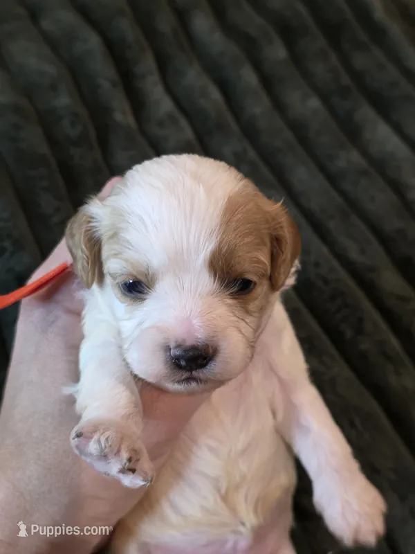 Pumpkin – Cavalier King Charles Spaniel, Bichpoo puppy for sale in Kountze, TX