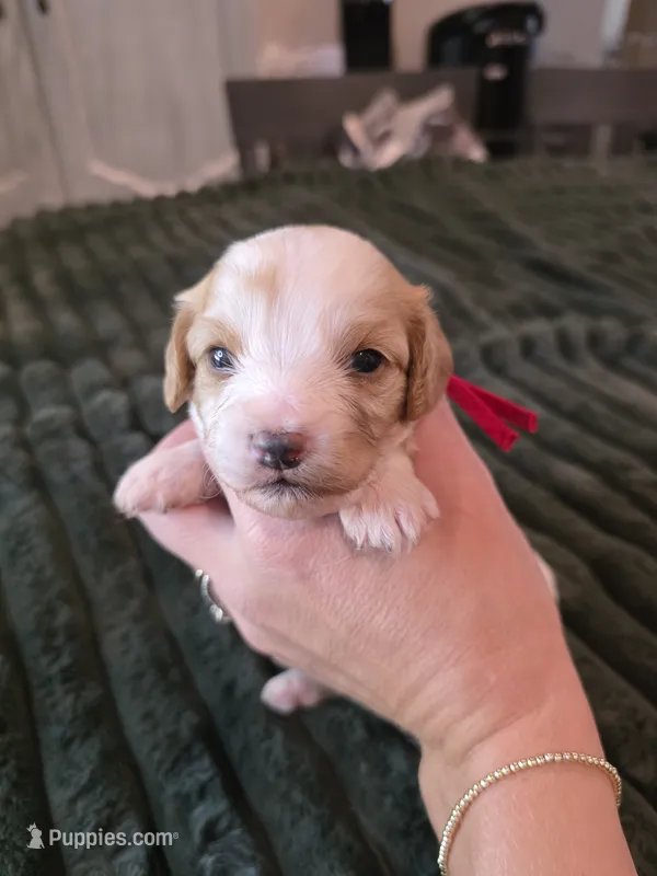 Autumn – Cavalier King Charles Spaniel, Bichpoo puppy for sale in Kountze, TX