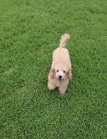 Evee, a female Poodle - Toy  for sale in Kountze, TX – 2 of 2