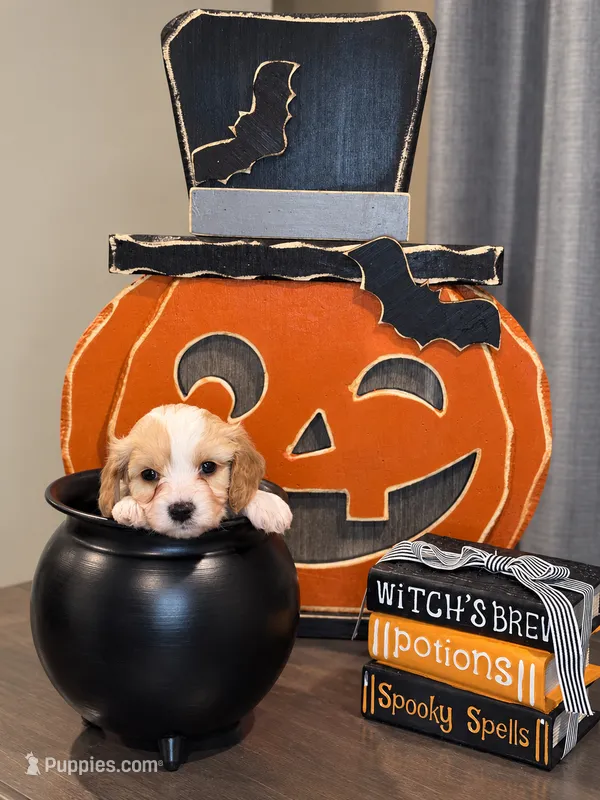 Hazel – Cavapoo puppy for sale in Kountze, TX