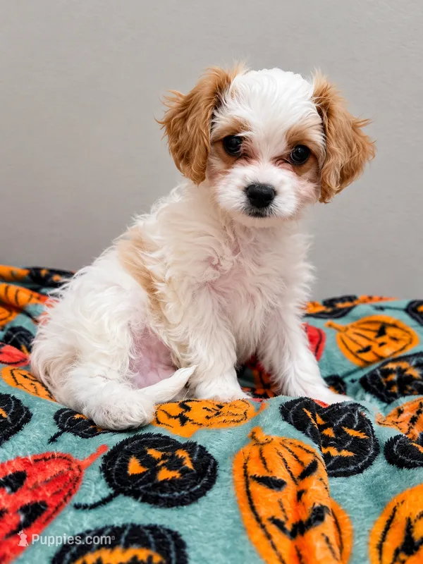 Oakley - mention this post for this price. – Cavalier King Charles Spaniel, Bichpoo puppy for sale in Kountze, TX