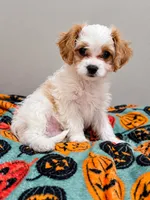 Oakley - mention this post for this price., a male Cavalier King Charles Spaniel and Bichpoo for sale in Kountze, TX – 1 of 9