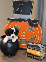 Maple , a female Cavalier King Charles Spaniel and Bichpoo for sale in Kountze, TX – 3 of 8