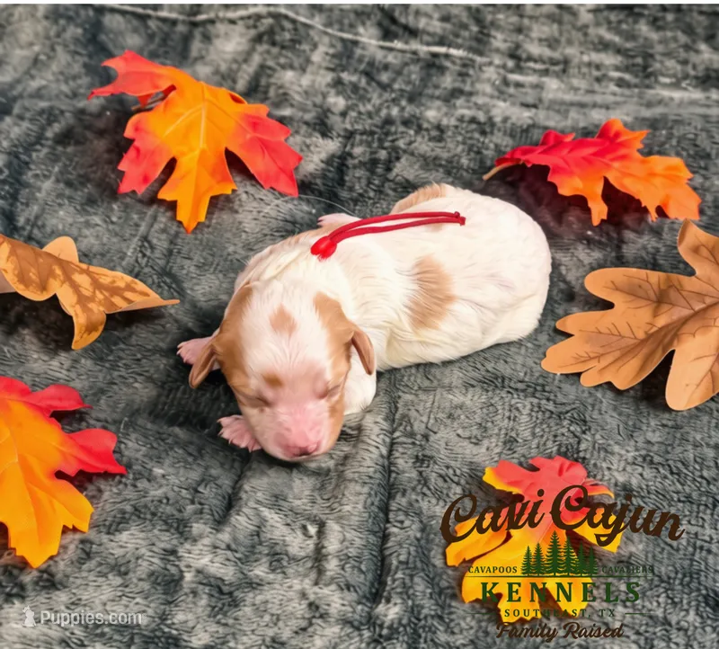 Autumn – Cavalier King Charles Spaniel, Bichpoo puppy for sale in Kountze, TX