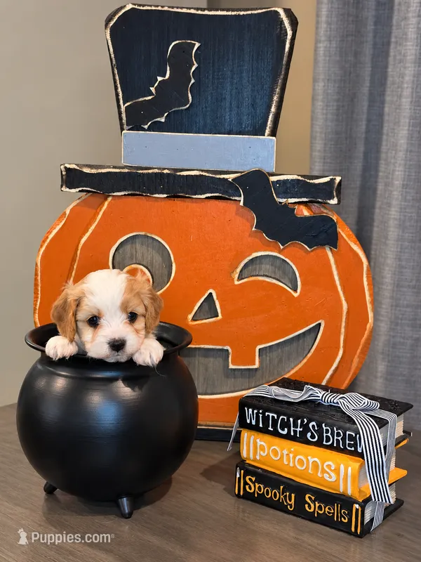 Pumpkin – Cavapoo puppy for sale in Kountze, TX