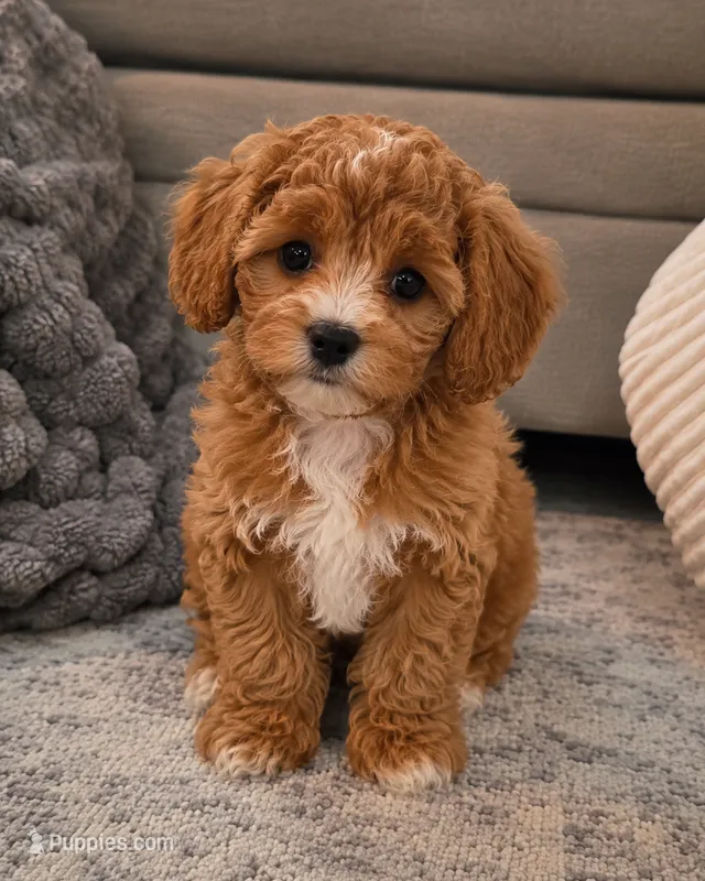 Future F1B Cavapoo – Cavapoo puppy for sale in Kountze, TX