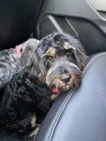 Rocky, a male Cavapoo for sale in Sour Lake, TX – Photo 2 of 2