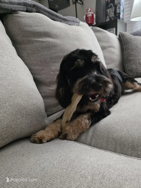 Rocky – Cavapoo puppy for sale in Sour Lake, TX