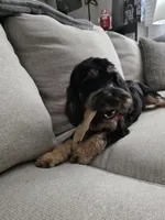 Rocky, a male Cavapoo for sale in Sour Lake, TX – Photo 1 of 2