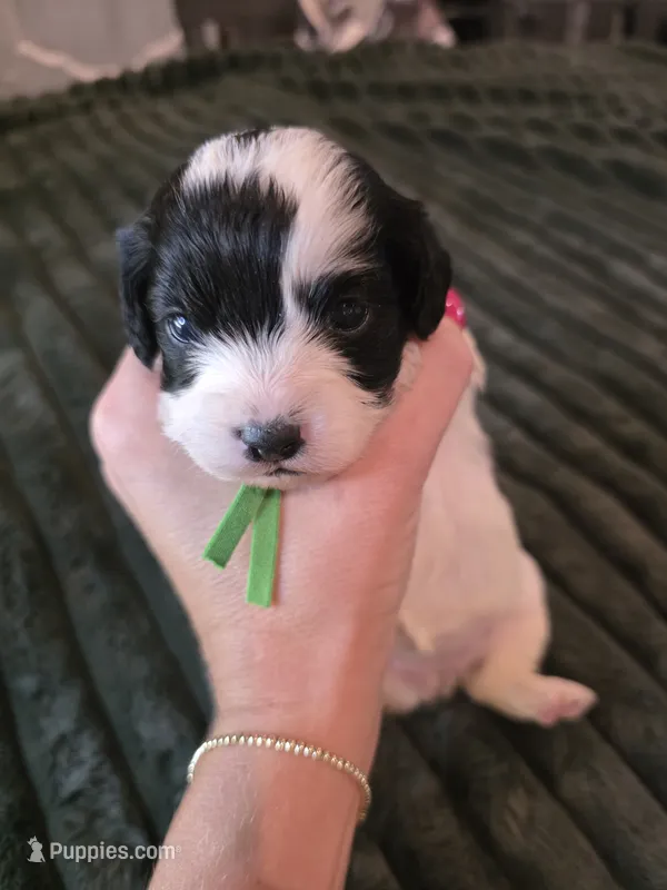 Maple  – Cavalier King Charles Spaniel, Bichpoo puppy for sale in Kountze, TX
