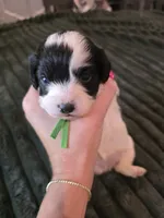 Maple , a female Cavapoo for sale in Kountze, TX – 1 of 3