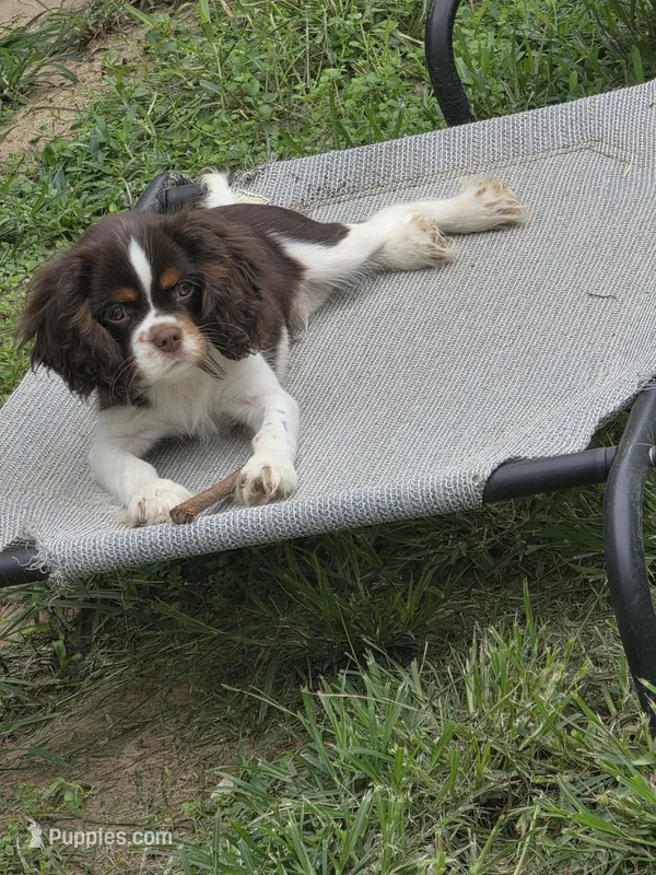 Weller – Cavalier King Charles Spaniel puppy for sale in Kountze, TX