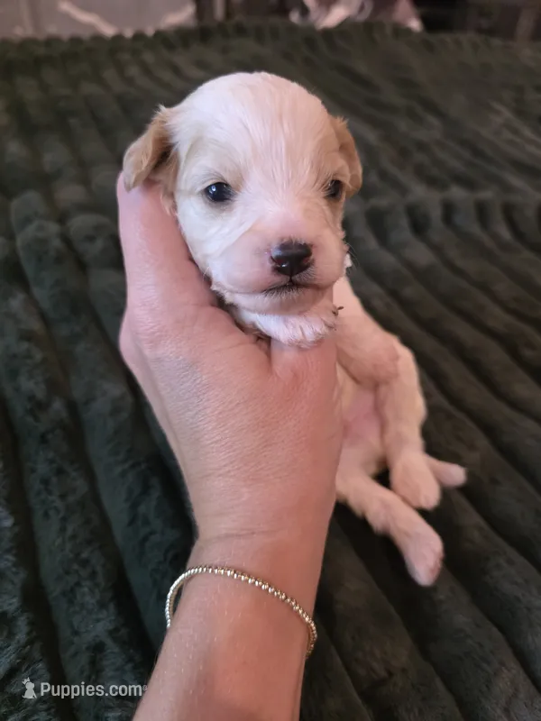 Oakley  – Cavalier King Charles Spaniel, Bichpoo puppy for sale in Kountze, TX