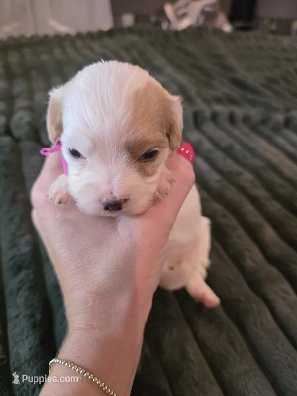 Cinnamon  – Cavalier King Charles Spaniel, Bichpoo puppy for sale in Kountze, TX