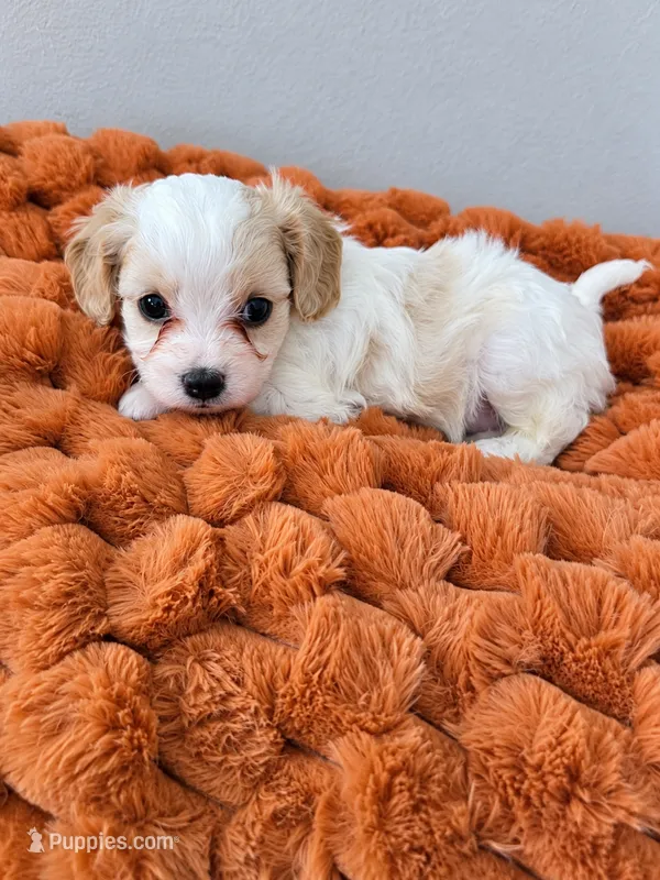 Oakley  – Cavapoo puppy for sale in Kountze, TX