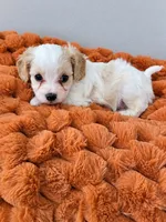 Oakley - mention this post for thia price., a male Cavalier King Charles Spaniel and Bichpoo for sale in Kountze, TX – 2 of 7