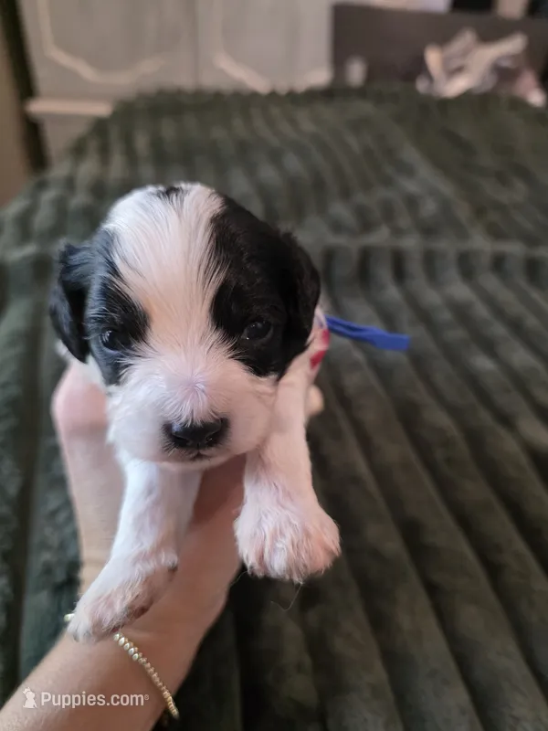 Harvest  – Cavalier King Charles Spaniel, Bichpoo puppy for sale in Kountze, TX