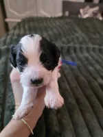 Harvest , a male Cavapoo for sale in Kountze, TX – 1 of 2