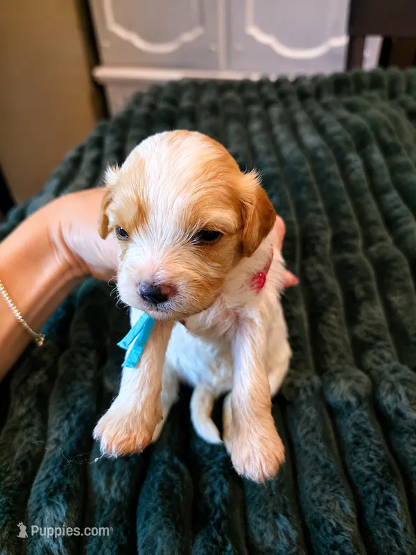Hazel – Cavalier King Charles Spaniel, Bichpoo puppy for sale in Kountze, TX