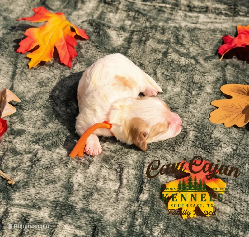 Pumpkin – Cavalier King Charles Spaniel, Bichpoo puppy for sale in Kountze, TX