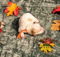 Pumpkin, a male Cavalier King Charles Spaniel and Bichpoo for sale in Kountze, TX – 1 of 1