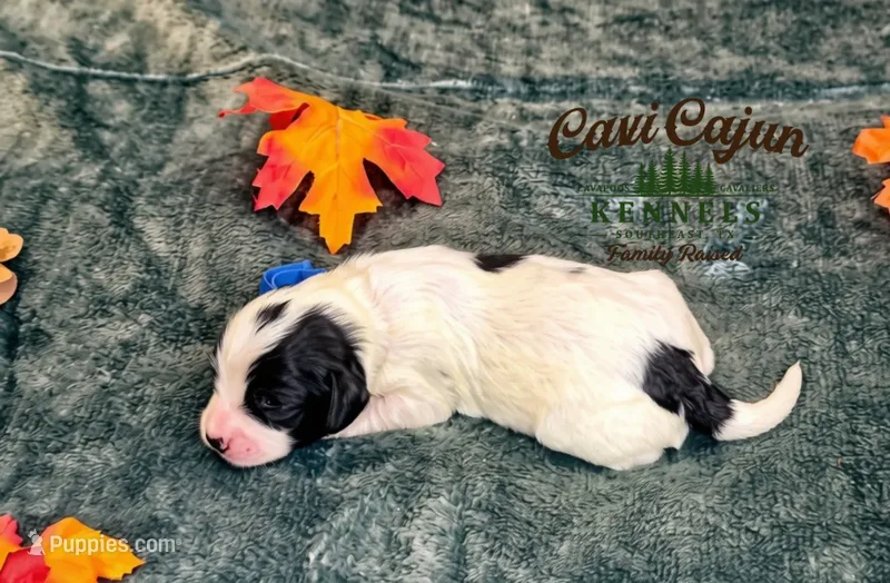 Harvest  – Cavalier King Charles Spaniel, Bichpoo puppy for sale in Kountze, TX
