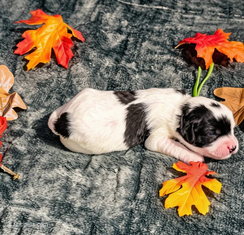 Maple  – Cavalier King Charles Spaniel, Bichpoo puppy for sale in Kountze, TX