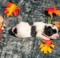 Maple , a female Cavalier King Charles Spaniel and Bichpoo for sale in Kountze, TX – 1 of 1