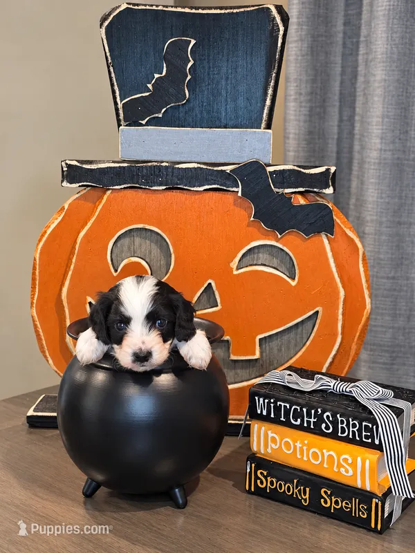 Harvest  – Cavapoo puppy for sale in Kountze, TX