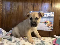 Aston, a male Siberian Husky and Black Mouth Cur for sale in Walnut Creek, CA – Photo 3 of 10