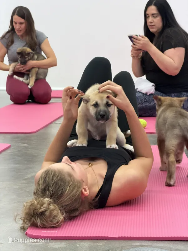 Aston – Siberian Husky, Black Mouth Cur puppy for sale in Walnut Creek, CA