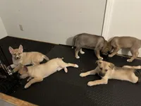 Aston, a male Siberian Husky and Black Mouth Cur for sale in Walnut Creek, CA – Photo 4 of 10