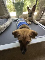 Aston, a male Siberian Husky and Black Mouth Cur for sale in Walnut Creek, CA – Photo 3 of 10